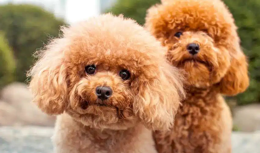 Uncovering the Unique Traits of Dog Breeds Guide