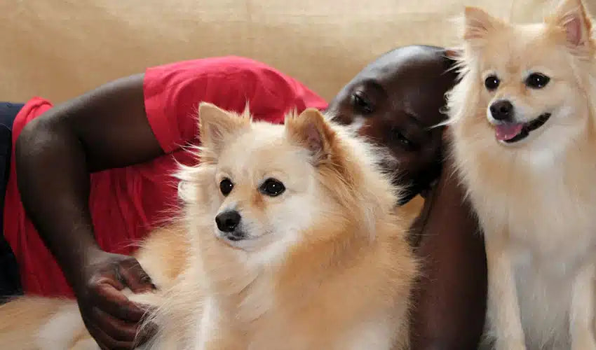 Essential Puppy Care Tips: Feeding, Training, and Socializing Your New Pet