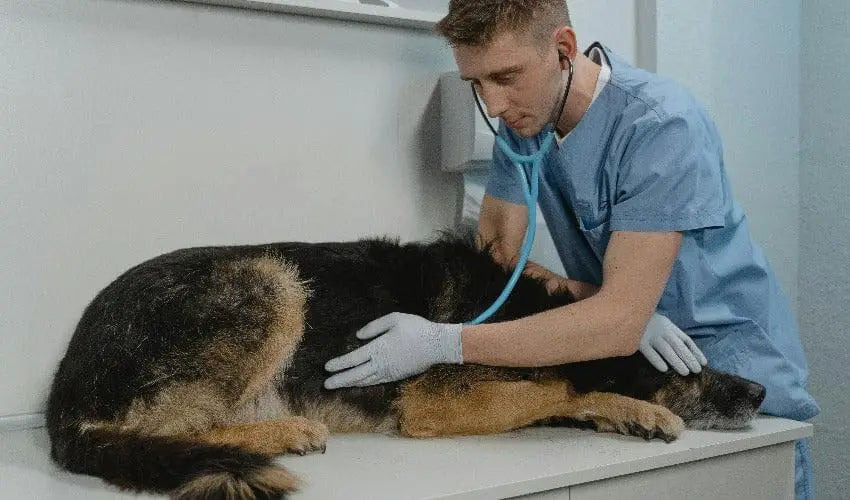 Wellness Essentials: Nurturing Your Pet’s Health and Happiness