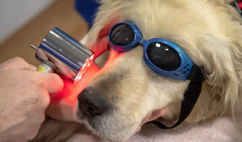 Nutrition Mastery: Optimizing Your Pet’s Diet for Vitality