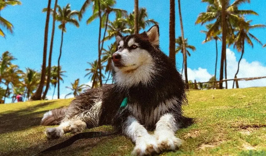 Proactive Pet Health: Strategies for Long-Term Wellbeing