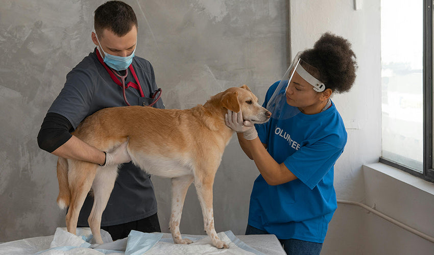 Essential Guide to Diverse Pet Care Services