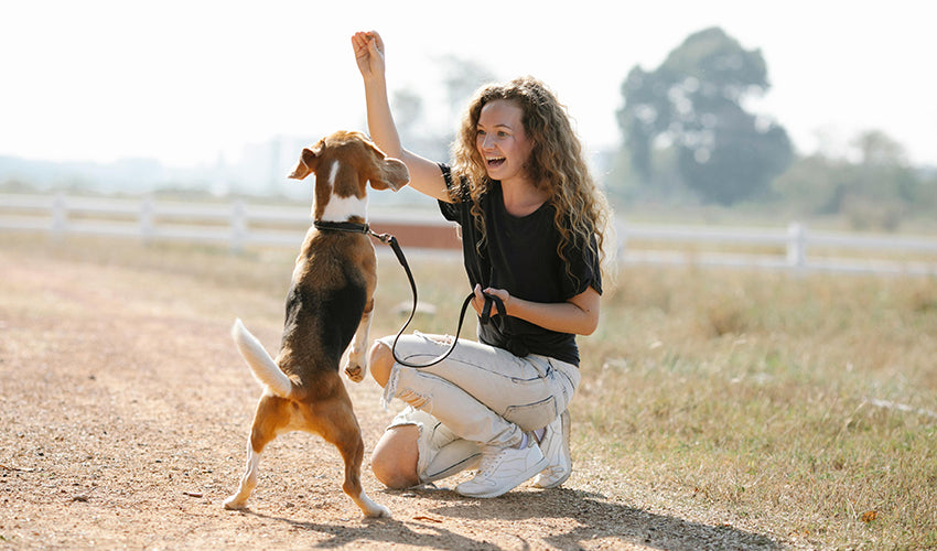 Unlocking the Secrets to Effective Pet Training: A Comprehensive Guide