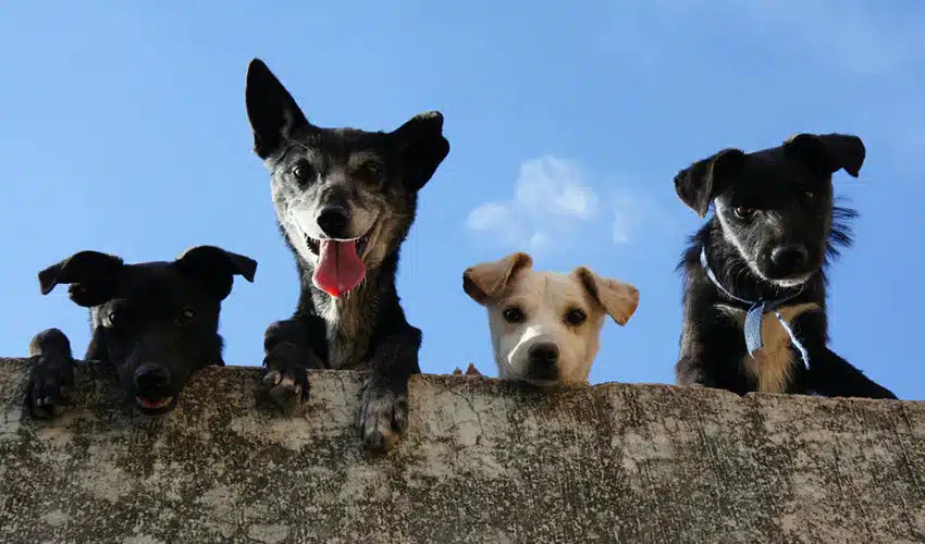 The Best Kinds of Toys to Stimulate Your Dog’s Mind