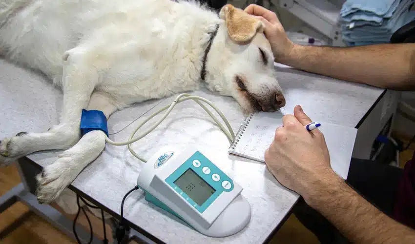 Comprehensive Pet Health Strategies: Nutrition, Exercise, and Preventative Care