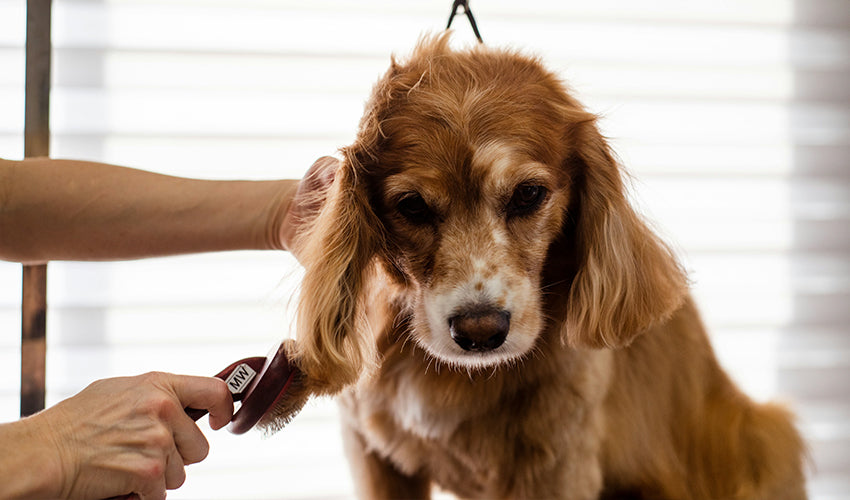 Advanced Pet Health Management: Veterinary Insights on Wellness and Disease Prevention