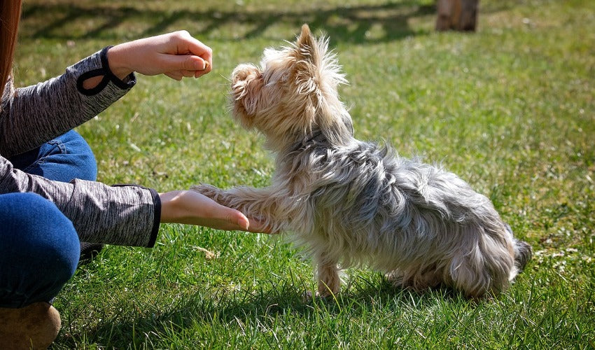 Mastering Pet Behaviour: Proven Techniques for Training Success