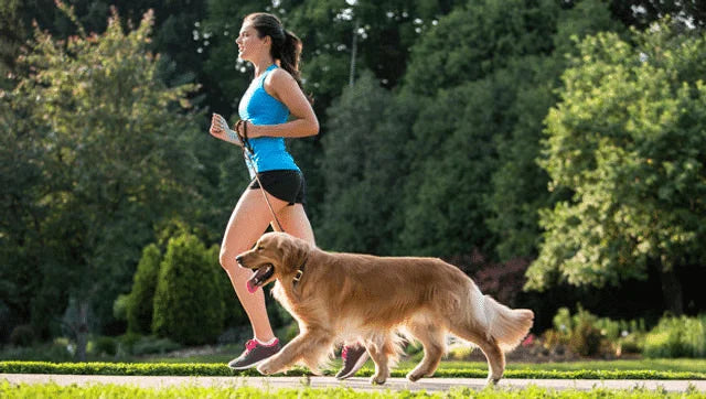 Ultimate Guide to Dog Breeds: Choosing, Caring, and Training Your Canine Companion