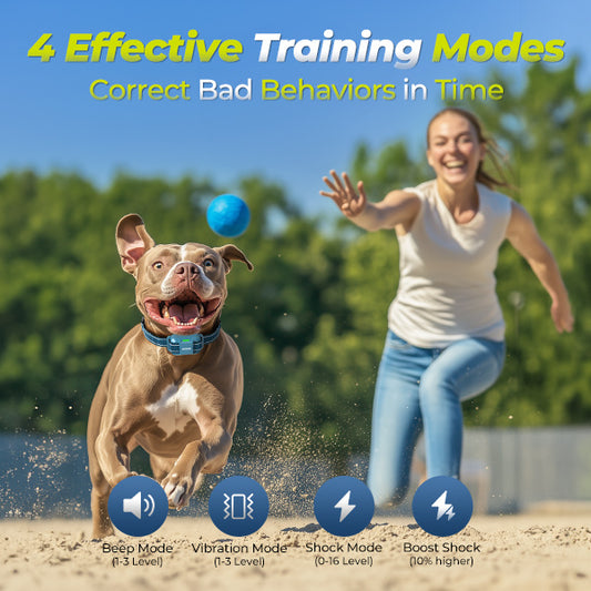 Jugbow DT-68C | Professional Remote Dog Training Collar