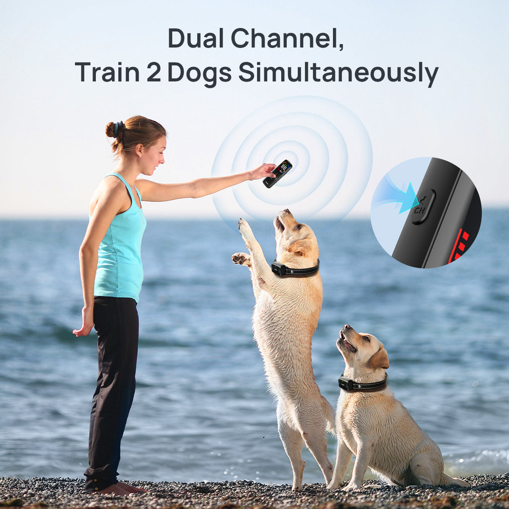 JUGBOW Dog Training Collar DT-62 ，This dog training collar with dual-chpannel is perfect for training 2 dogs simultaneously outdoors. Besides, it comes with a security keypad lock, which prevents accidental pressing.