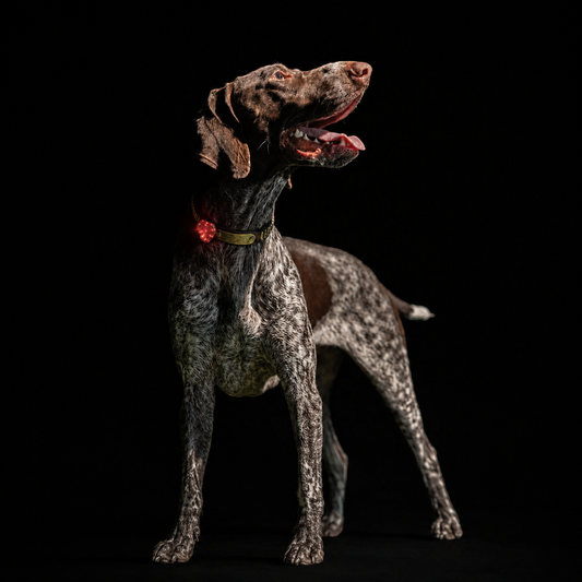 Jugbow Dog Safety Light